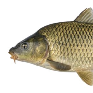 Carpa