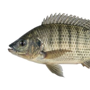 Mojarra / tilapia