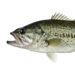 Lobina